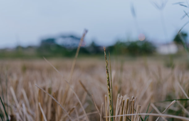 收割后稻田里的稻草。图片下载