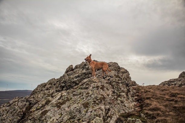 狗- Grota Haiducilor, dn22d12, caaugagia，欧洲，罗马尼亚，2024年图片下载