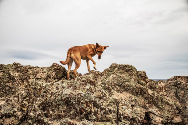 狗- Grota Haiducilor, dn22d12, caaugagia，欧洲，罗马尼亚，2024年图片下载