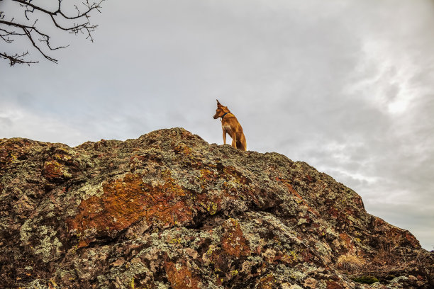 狗- Grota Haiducilor, dn22d12, caaugagia，欧洲，罗马尼亚，2024年图片下载