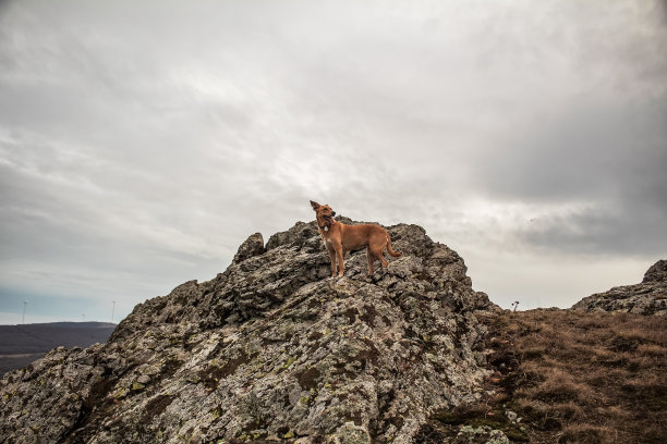 狗- Grota Haiducilor, dn22d12, caaugagia，欧洲，罗马尼亚，2024年图片下载