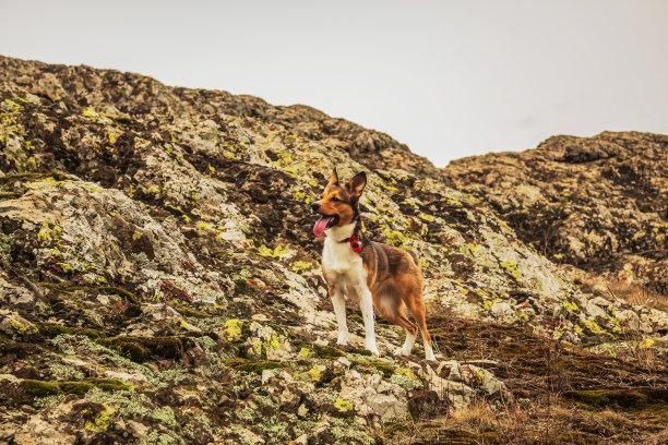 狗- Grota Haiducilor, dn22d12, caaugagia，欧洲，罗马尼亚，2024年图片下载