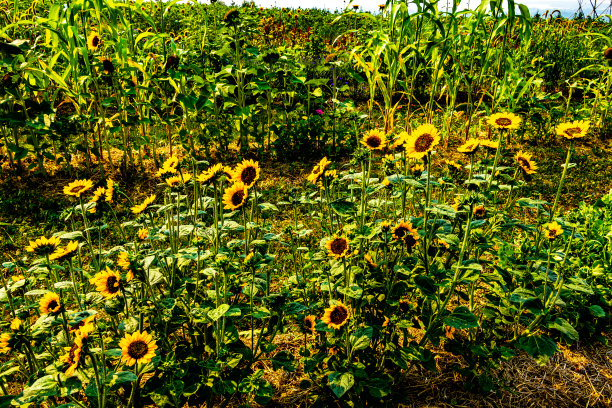 在加拿大阿尔伯塔省红鹿县附近开车图片下载