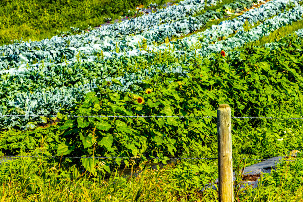 在加拿大阿尔伯塔省红鹿县附近开车图片下载
