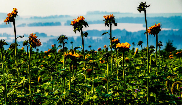 在加拿大阿尔伯塔省红鹿县附近开车图片下载