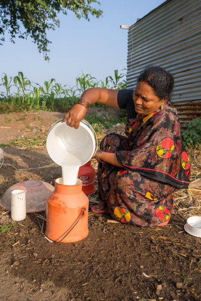 2022年8月27日，马哈拉施特拉邦索拉普尔，一位女农民正在收集牛奶图片下载