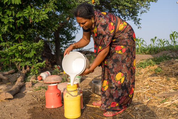 2022年8月27日，马哈拉施特拉邦索拉普尔，一位女农民正在收集牛奶图片下载