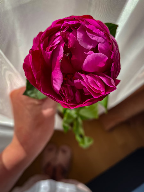 粉红色美丽的牡丹红紫色照片近距离摄影花束图片下载