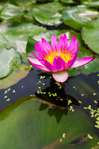 粉红色的莲花生长在一盆水中图片下载