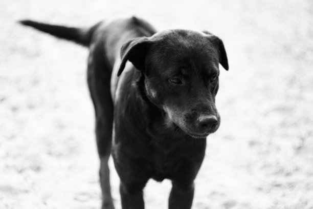 可怕的黑狗图片下载