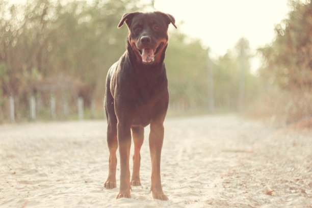 可怕的黑狗图片下载