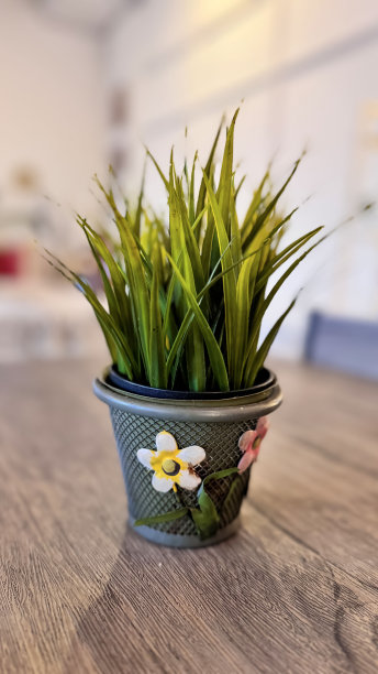 在小盆中种植绿色植物，作为房间或餐桌的装饰和室内装饰图片下载