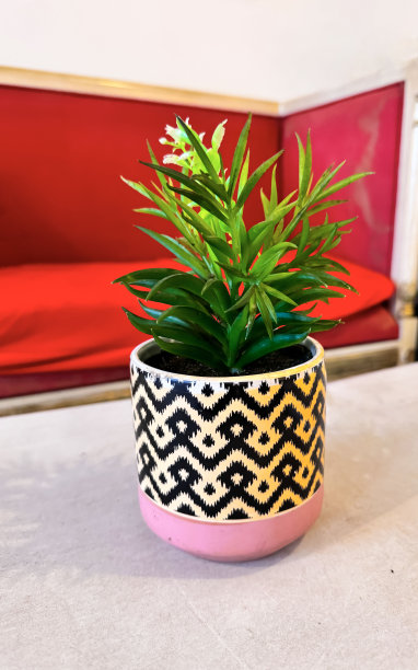 在小盆中种植绿色植物，作为房间或餐桌的装饰和室内装饰图片下载