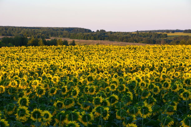 一片向日葵地，背景是一座小山图片下载