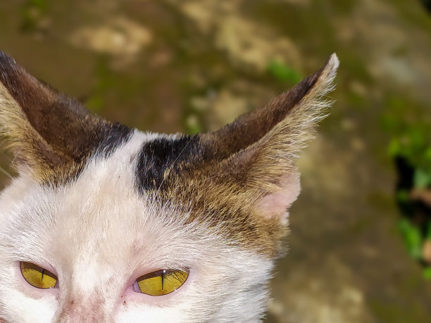 特写白色家猫头图片下载