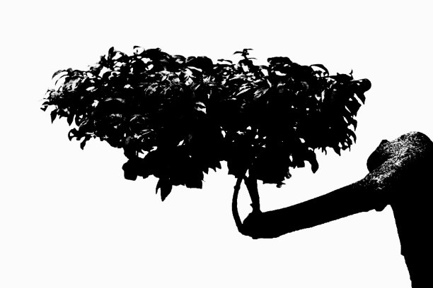 黑色植物或树木孤立白色背景。插图图片下载