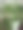 绿化:垂直桌面近距离拍摄的花边蕨类植物，芦笋，在一个木制家具上的白色花盆。图片下载