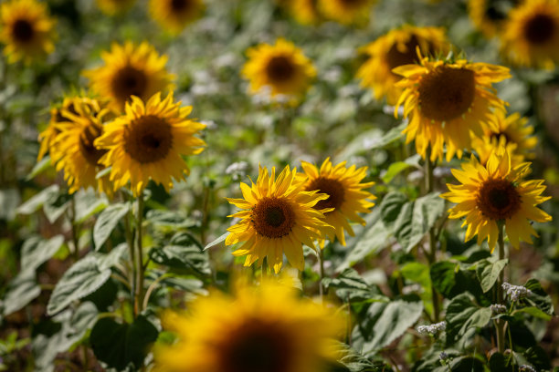 这是一张全画幅的向日葵在夏日阳光下绽放的照片，景深较浅图片下载