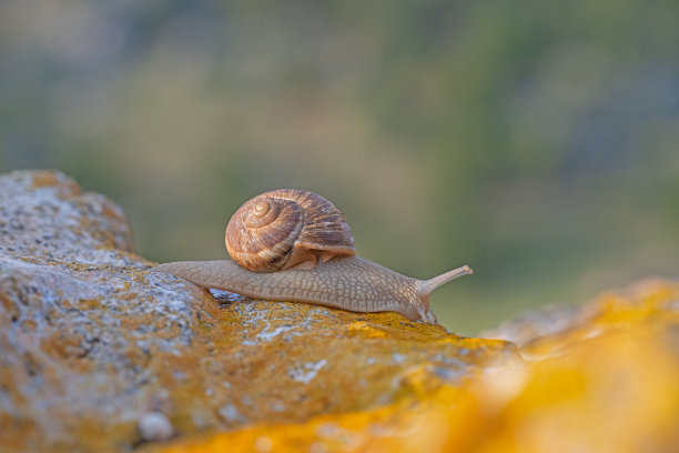 一只蜗牛在地衣岩石上。模糊的背景。图片下载