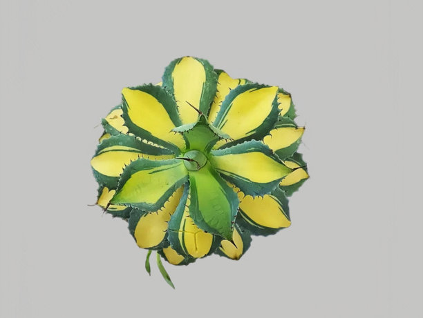 ไม้ประดับ图片下载