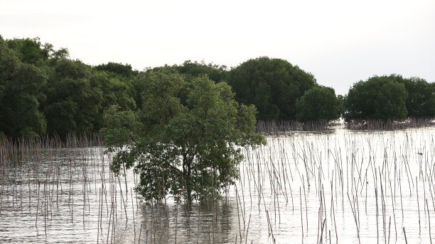 红树林的生活这张照片是在蓝色的海洋和阴天的溪流中，一棵绿色肥沃的红树林沿着绿松石般清澈的水。图片下载