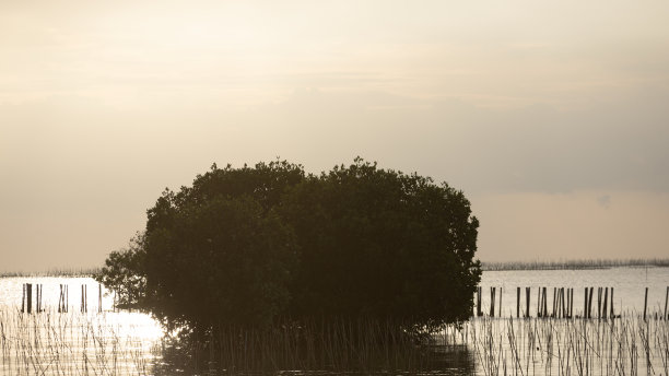 红树林的生活这张照片是在蓝色的海洋和阴天的溪流中，一棵绿色肥沃的红树林沿着绿松石般清澈的水。图片下载