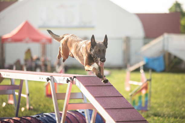 比利时牧羊犬玛利诺犬正在参加敏捷性比赛。复制空间图片大漂亮的狗在运动，宠物专业培训图片下载