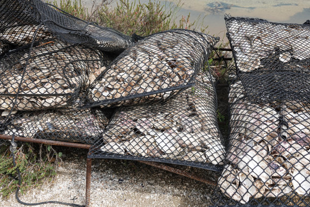 用铁丝网袋装空牡蛎壳图片下载