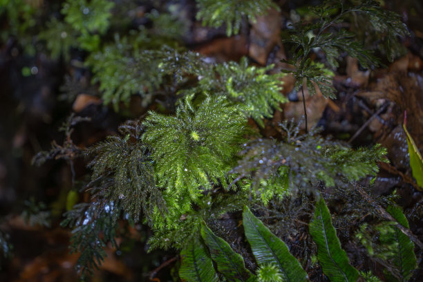 亮绿色的苔藓和地衣质地。背景图片来自新西兰森林。图片下载