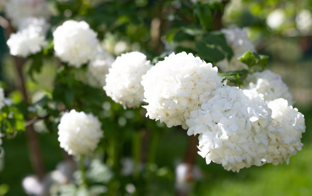 白色荚蒾花。观赏灌木。花园装饰。你的电脑和智能手机上的桌面照片。屏幕保护程序图片下载