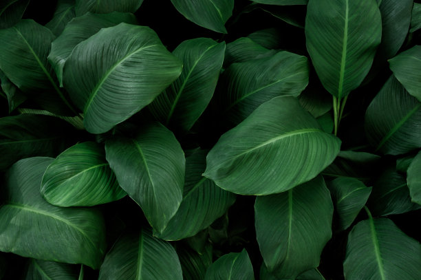 大自然的树叶，绿色的热带森林，背景插画概念图片下载