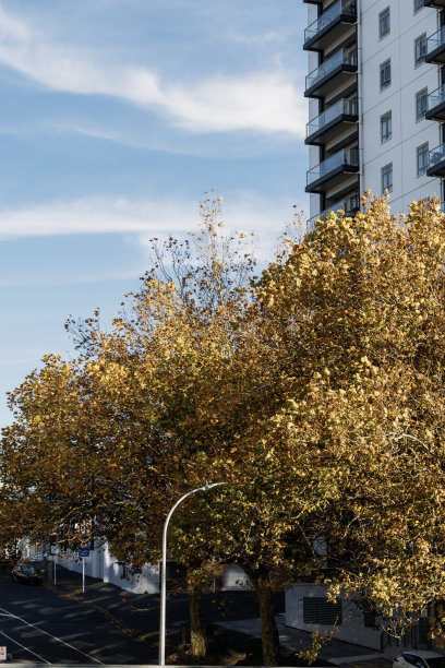 奥克兰市秋天金色树叶的特写照片图片下载