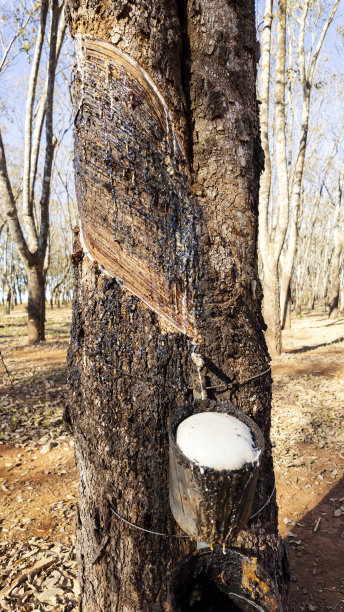 橡胶树种植园图片下载