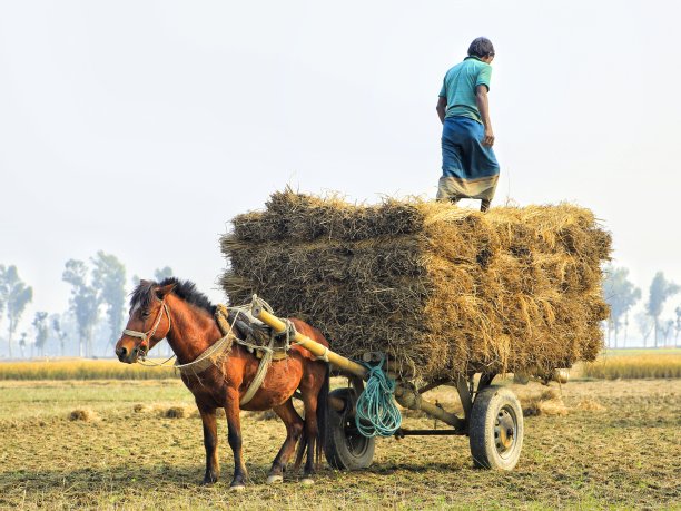 农民在马车上装载干草图片下载