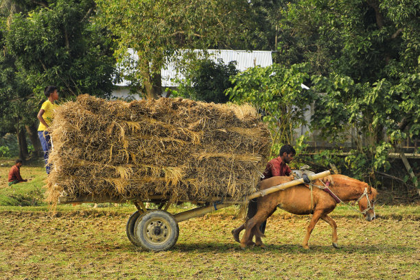农民在马车上装载干草图片下载