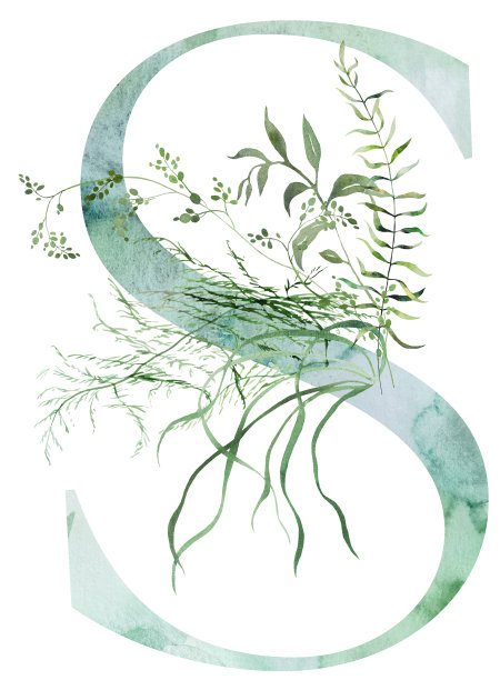 绿色字母S用水彩异想天开的嫩叶孤立插画，婚礼元素图片下载