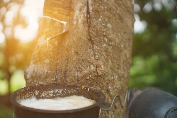 橡胶树在支撑容器中流下来的乳胶图片下载