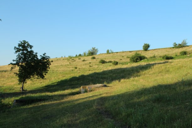 有树的草地图片下载