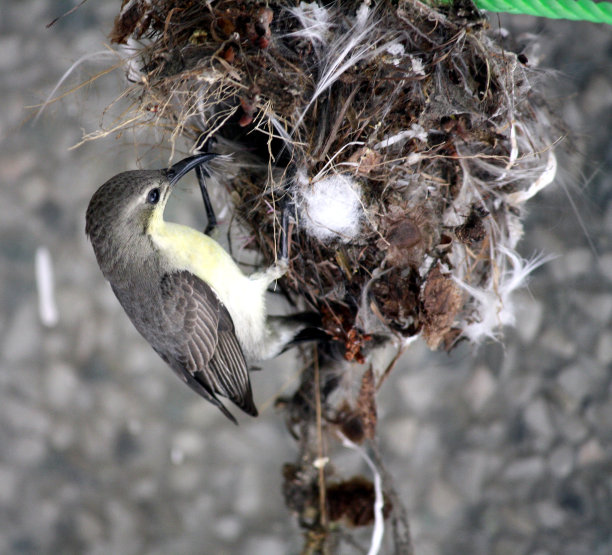 紫色太阳鸟(Cinnyris asiaticus)的雌鸟建造悬挂鸟巢(图片来自Sanjiv Shukla)图片下载