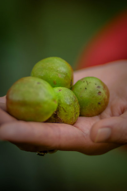 清岛区的大自然特写照片。泰国清迈省图片下载