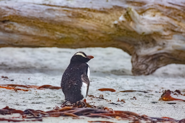 在新西兰南岛奥塔哥半岛的海滩上，一只非常罕见的竖冠企鹅的特写照片图片下载