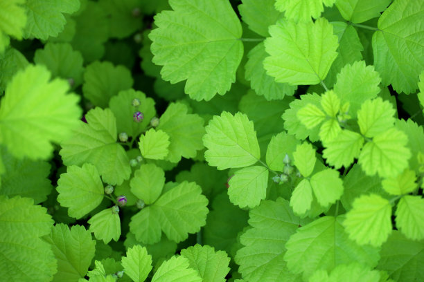背景材料照片郁郁葱葱，新鲜的绿叶近距离图片下载