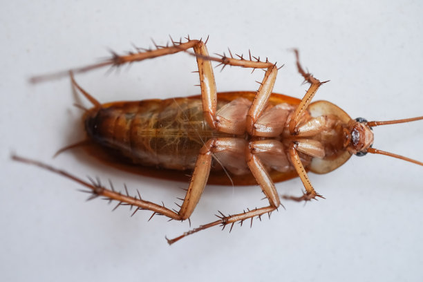 一只死蟑螂倒立在白色地板上的特写照片。蟑螂是令人作呕的肮脏昆虫，使它们成为疾病的来源图片下载