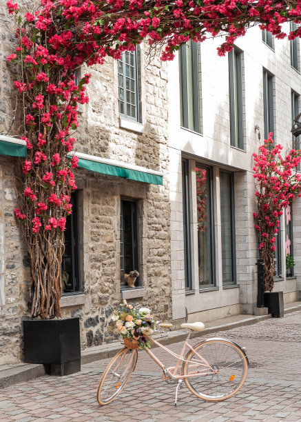 站在窗户里的狗——老蒙特利尔图片下载