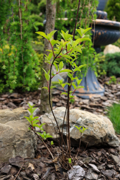 当地景观设计图片下载