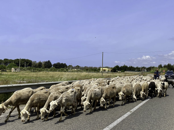 一群羊在路上图片下载