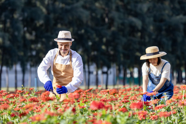 亚洲农民和花商团队在农场工作，同时使用剪枝机在他的农场为农业工业概念的插花业务切割百日花图片下载