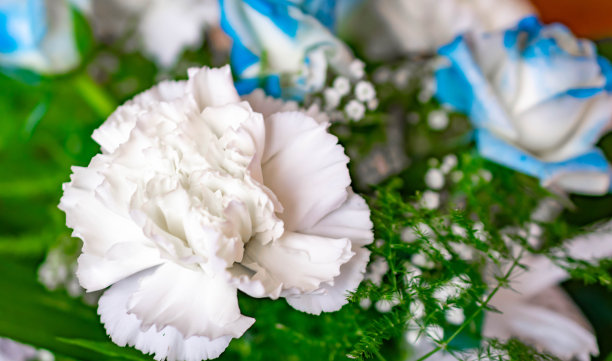 一束白色康乃馨和蓝白相间的玫瑰图片下载