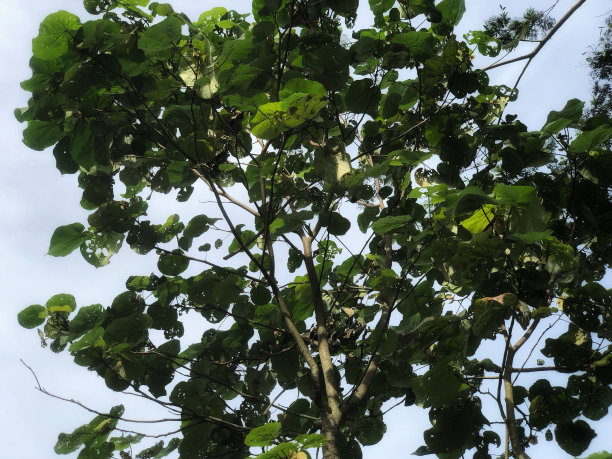 树叶和天空的照片图片下载