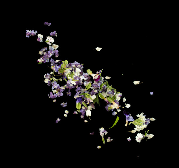 五彩缤纷的花瓣飘落浪漫的黑色背景孤立与真实的照片紫色，紫罗兰，绿色五颜六色的花瓣飞舞。爱情，浪漫花开春日，喜帖红玫瑰花瓣半空中图片下载